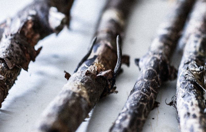 Ahorn Holzkeule Xylaria longipis