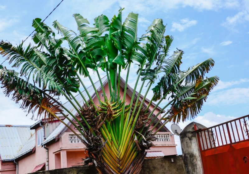 Ravenala, Ravenala madagascariensis, Baum der Reisenden,Strelitziaceae