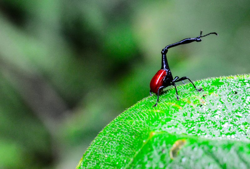 Giraffenhalskäfer Trachelophorus giraffa Blattroller Attelabidae Andasibe Mantadia National Park