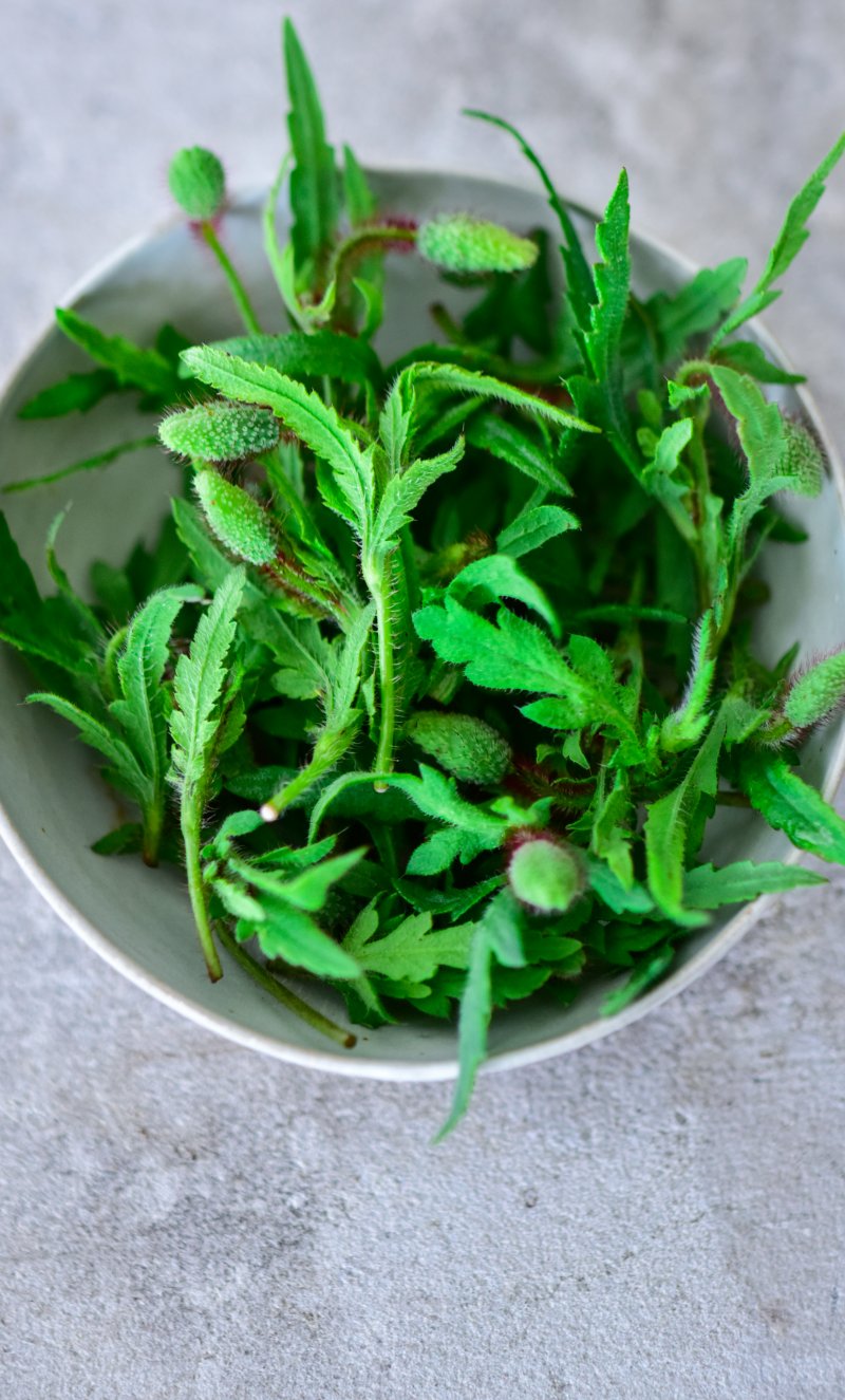 Klatschmohn Knospen und Triebe